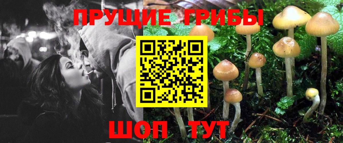Городец  Псилоцибиновые грибы Psilocybe  Вход с VPN 